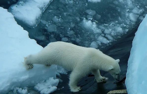 Submarine, polar bear, North, guest, к84