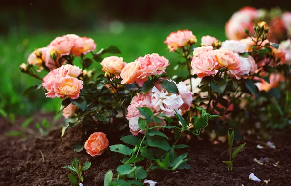 Picture greens, macro, flowers, earth, plant, roses, pink, flowerbed
