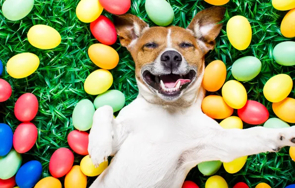 Picture grass, dog, colorful, Easter, happy, dog, spring, Easter