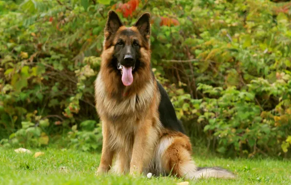 Picture Dog, friend, German Shepherd