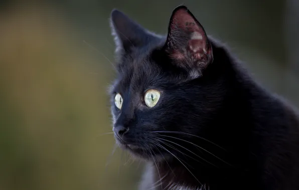 Picture eyes, cat, background, black