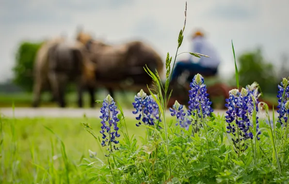 Summer, flowers, glade, people, horses, village, horse, wagon