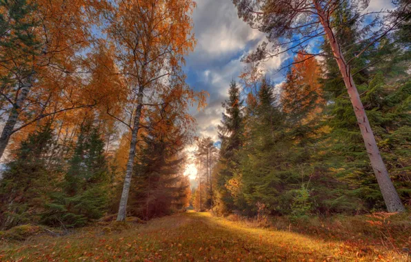 Picture road, autumn, forest, grass, leaves, the sun, clouds, light