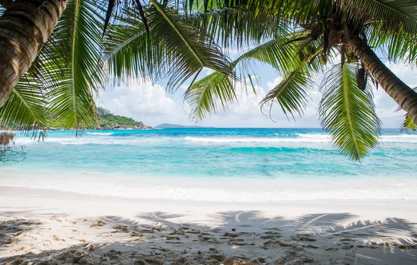 Sand, sea, wave, beach, summer, the sky, palm trees, shore