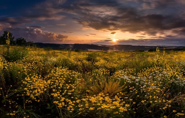 Picture flowers, summer, field