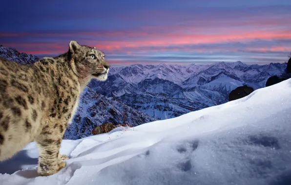 Picture Winter, Mountains, Snow, India, Predator, Snow leopard, Snow Leopard, Big cat