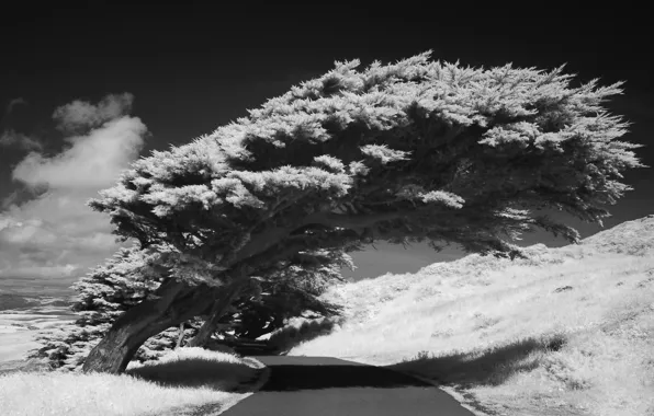 Black & white, road, clouds, tree, shadow, photograhpy