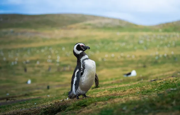 The sky, grass, pose, penguin, Antarctic Penguins