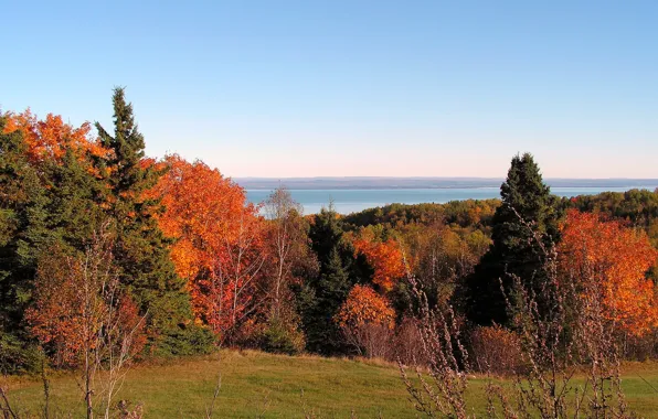 Picture field, autumn, trees, nature, Nature, trees, autumn, fall