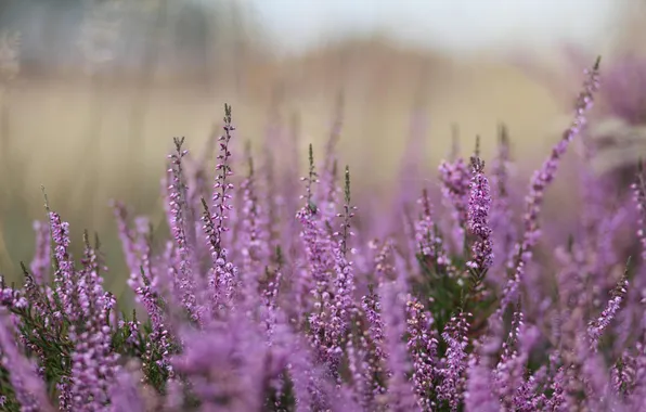 Picture grass, Flowers, blur, Heather