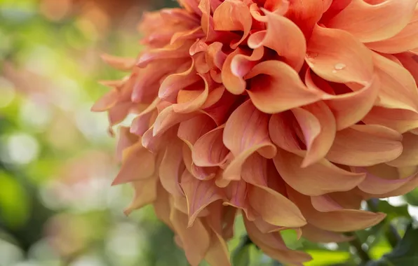 Macro, petals, dahlias