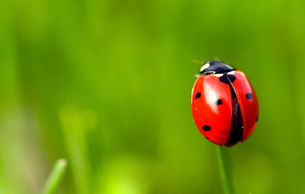 Picture macro, ladybug, beetle