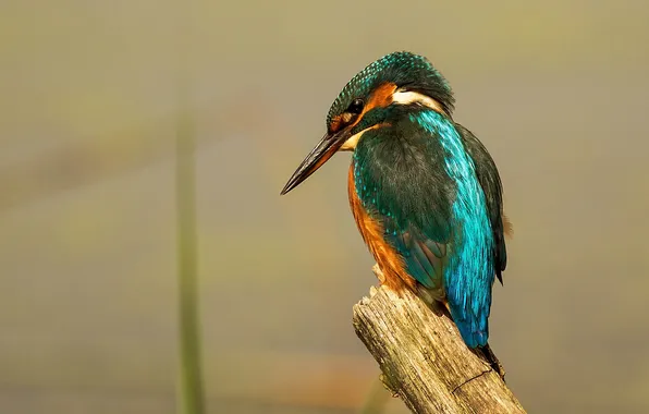 Picture bird, stump, female, Kingfisher