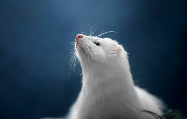 White, look, muzzle, antennae, neck, blue background, bokeh, ferret