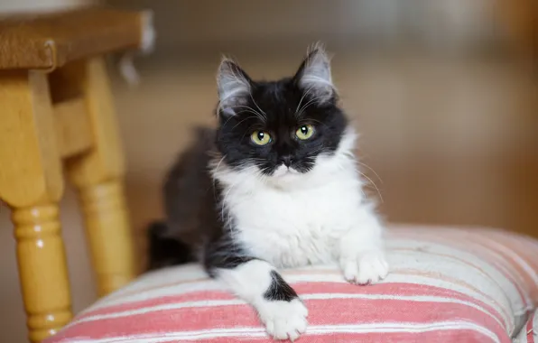 Picture cat, look, sweetheart, pillow, fluffy, muzzle, chair, black and white