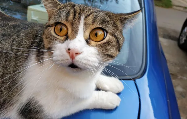 Eyes, cat, fright, muzzle, on the trunk of a car