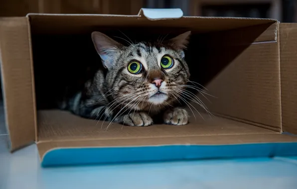 Picture cat, cat, box, Kota