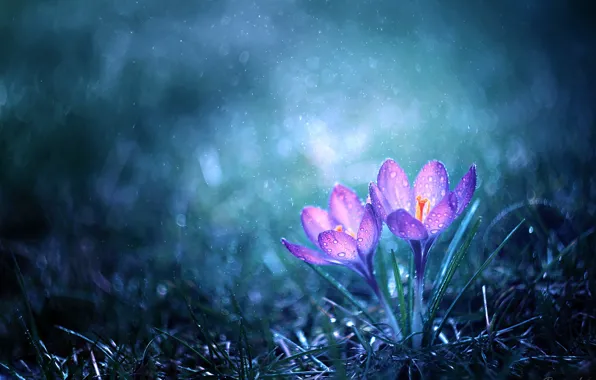 Drops, rain, crocuses
