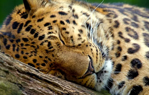 Tree, leopard, sleeping