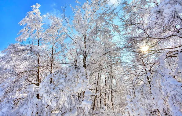 Winter, forest, the sky, snow, trees