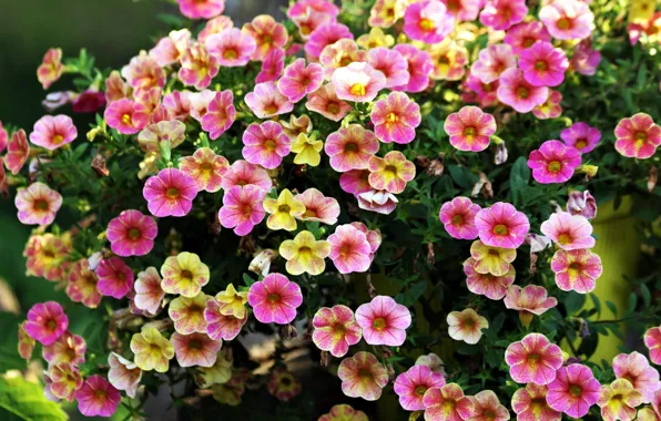 Flowers, Bush, petunias