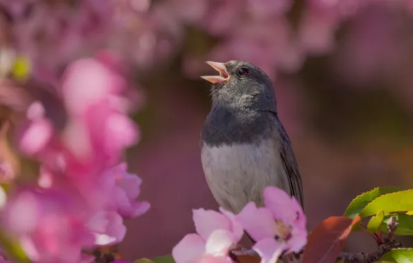 Picture light, flowers, bird, spring, Sakura, flowering, Gray Junco