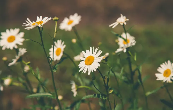 Flowers, Daisy, Beautiful, Flowers, Close-up, Blur, Flora, Blooming