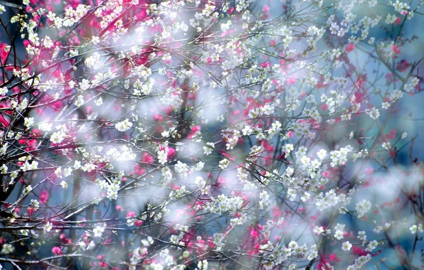 Picture nature, spring, garden