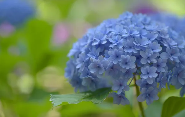 Macro, flowers, blue, green background, bokeh, hydrangea