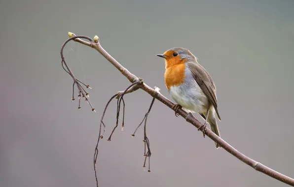 Picture background, bird, branch, Robin, Robin