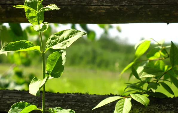 Leaves, plant, The fence