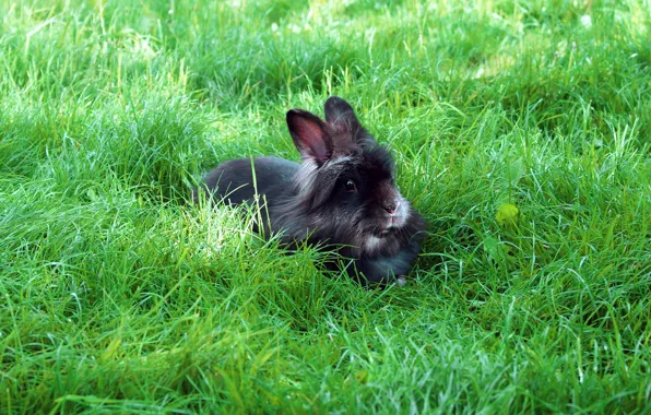 Greens, summer, grass, look, nature, glade, black, hare
