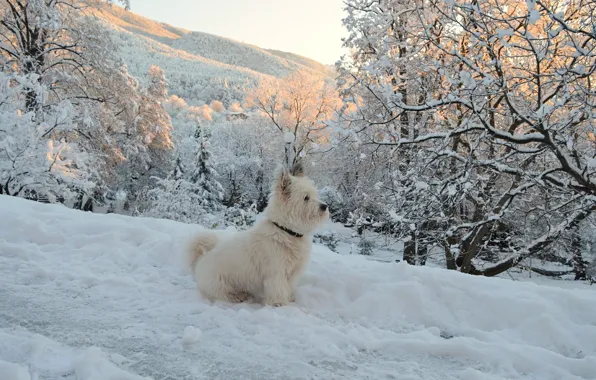 Winter, Snow, Dog, Dog, Winter, Snow, The West highland white Terrier