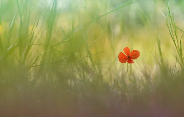 Picture flower, grass, nature