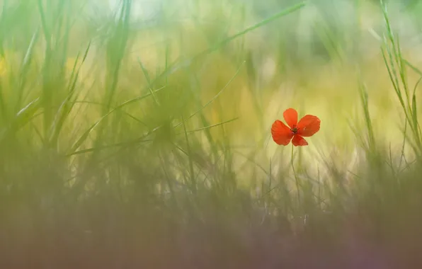 Flower, grass, nature