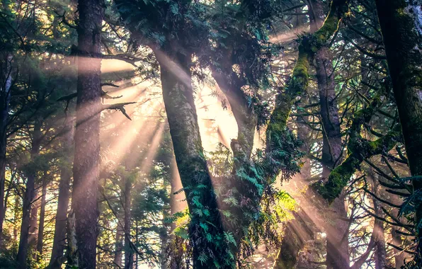 Trees, moss, the sun's rays