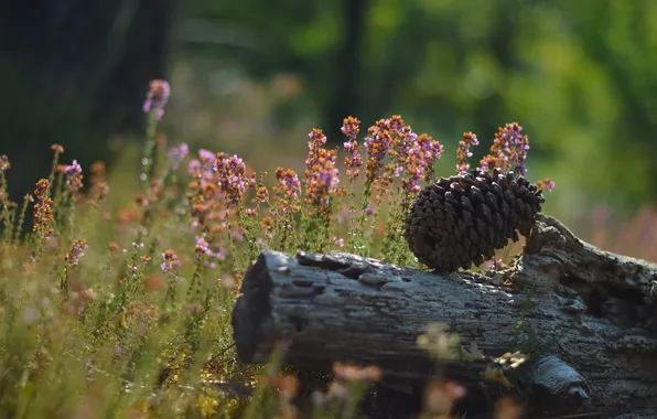 FOREST, GRASS, TRUNK, GREENS, FLOWERS, SNAG, BARK, BUMP