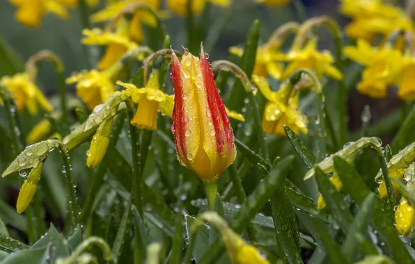 Picture drops, Tulip, Bud, daffodils