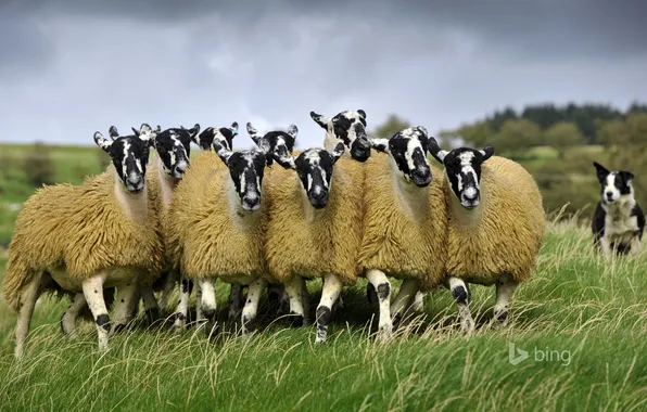 Sheep, England, dog, pasture, meadow