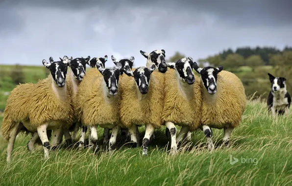 Picture sheep, England, dog, pasture, meadow