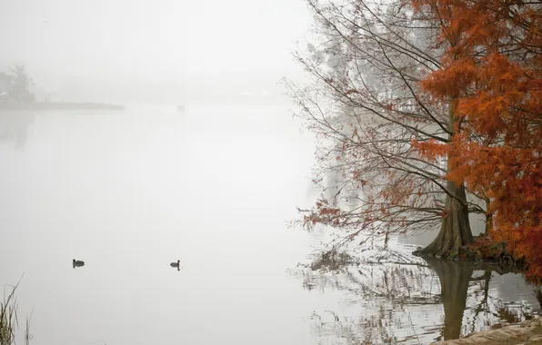 Picture autumn, fog, lake, pond, tree, duck