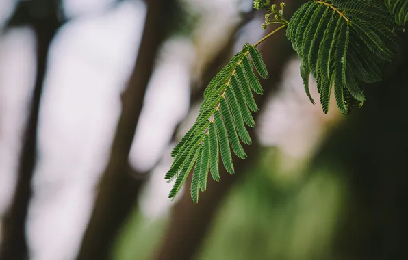 Picture leaves, branch, green