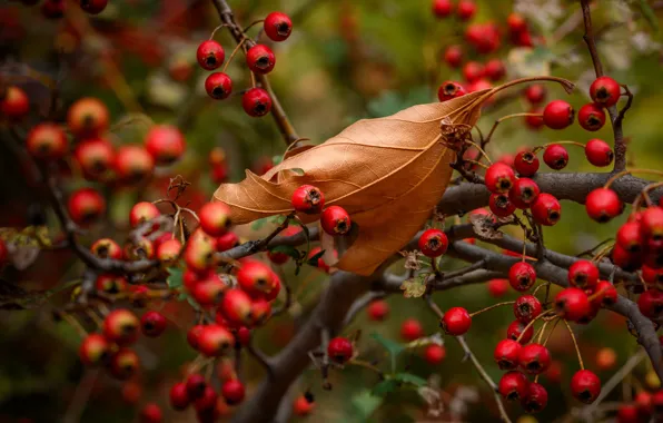 Autumn, branches, berries, leaf, fruit, bokeh, autumn leaves, hawthorn
