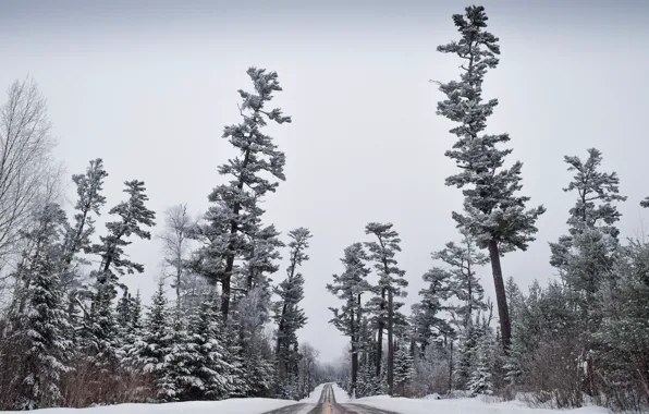 Winter, frost, road, forest, the sky, snow, trees, pine