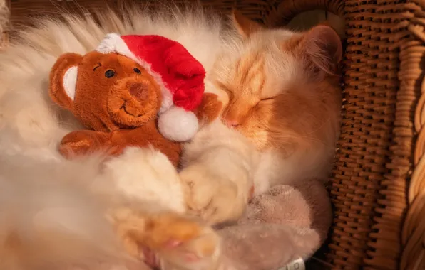 Cat, cat, pose, together, toy, sleep, legs, bear