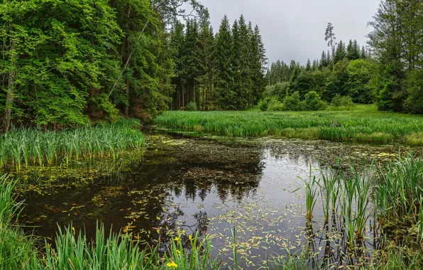 Greens, forest, grass, trees, pond, Germany, Bayern, reed
