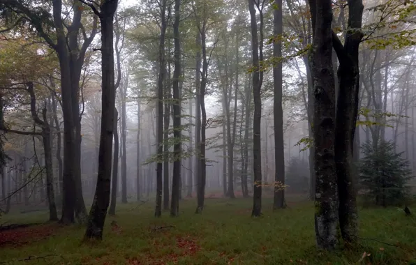 Forest, trees, nature, fog