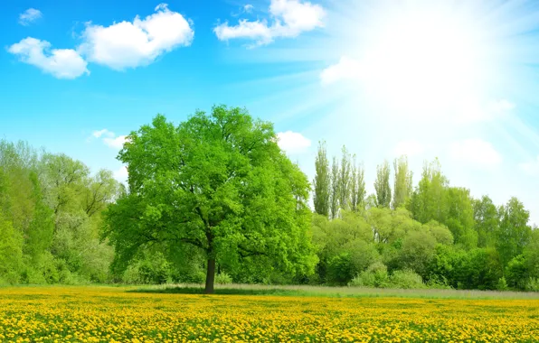 Picture greens, summer, the sky, the sun, clouds, rays, trees, flowers