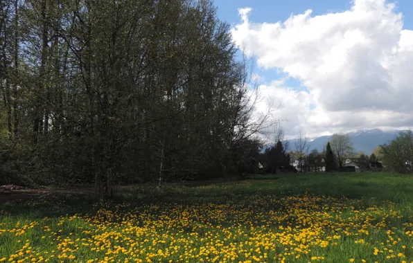 Picture summer, Nature, trees, flowers, fields