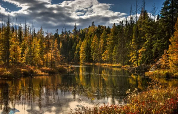 Autumn, forest, trees, nature, lake